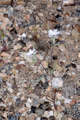 Linanthus bigelovii