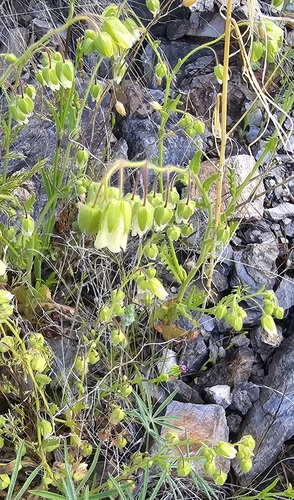 Grand Enchantment Trail Segment 3: White Canyon Wilderness