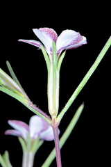 Linanthus bigelovii