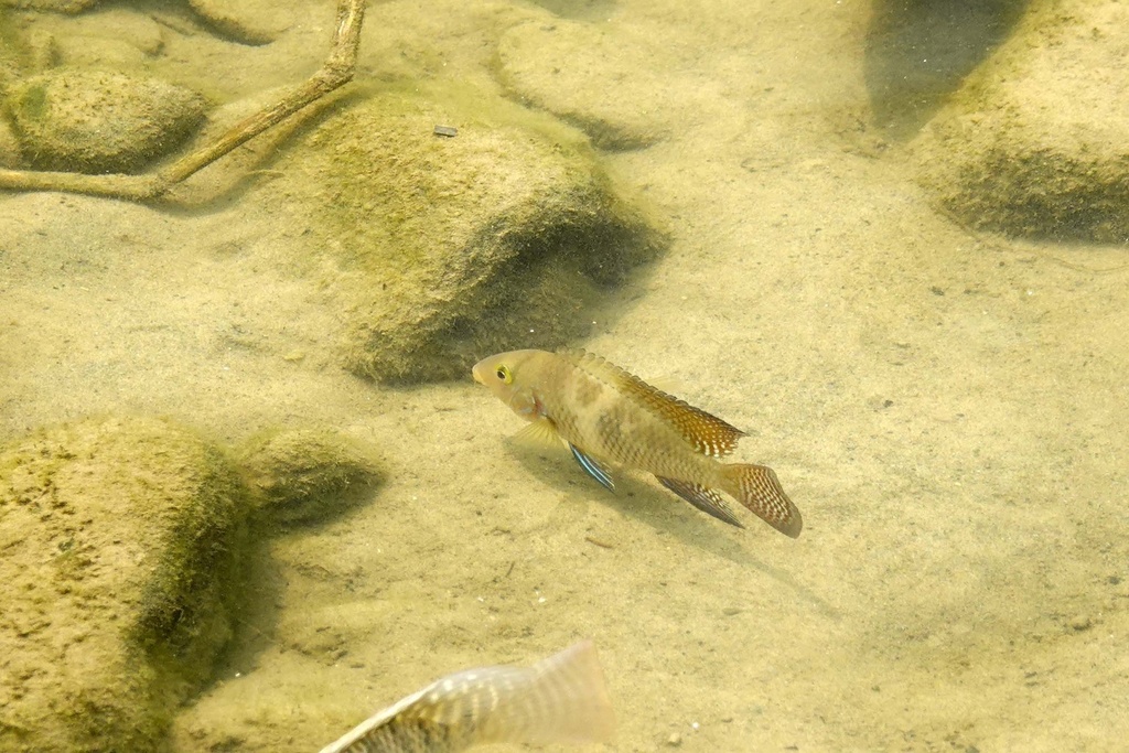 Pearl Cichlid from 台灣臺北景美溪 on March 15, 2023 at 12:51 PM by wangleeping ...