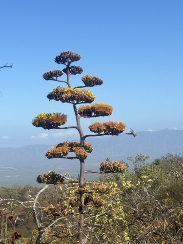 Agave aurea (Agave aurea)