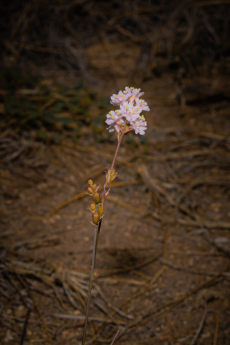 Boerhavia erecta iNat (3)