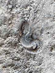 Pachydactylus geitje