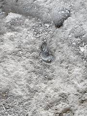 Pachydactylus geitje