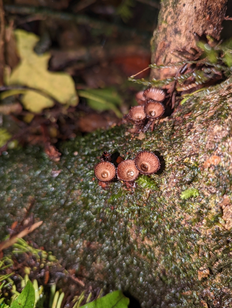 Cyathus novae-zeelandiae