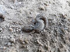 Pachydactylus geitje