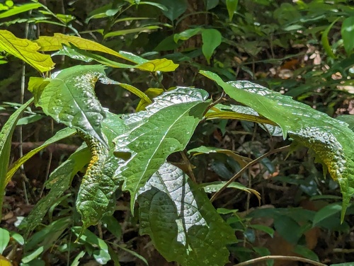 Ficus observed 2024-03-18