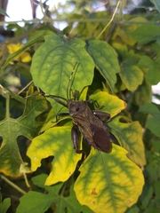Pachylis laticornis