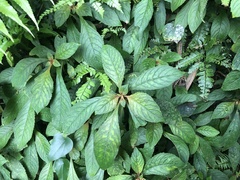 Rhynchotechum discolor