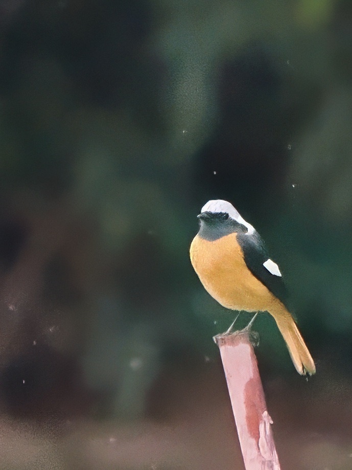 Daurian Redstart from 河上鄉, 古洞, 新界, HK on March 10, 2024 at 10:34 AM by ...