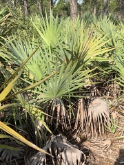 Coccothrinax