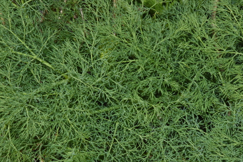 Image of Lomatium klickitatense by (c) Gabriel Campbell-Martinez, some rights reserved (CC BY)