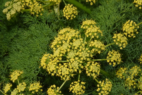 Image of Lomatium klickitatense by (c) Gabriel Campbell-Martinez, some rights reserved (CC BY)