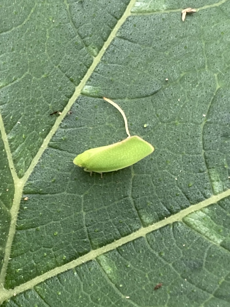 Siphanta acuta from Burraneer Rd, Coomba Park, NSW, AU on March 18