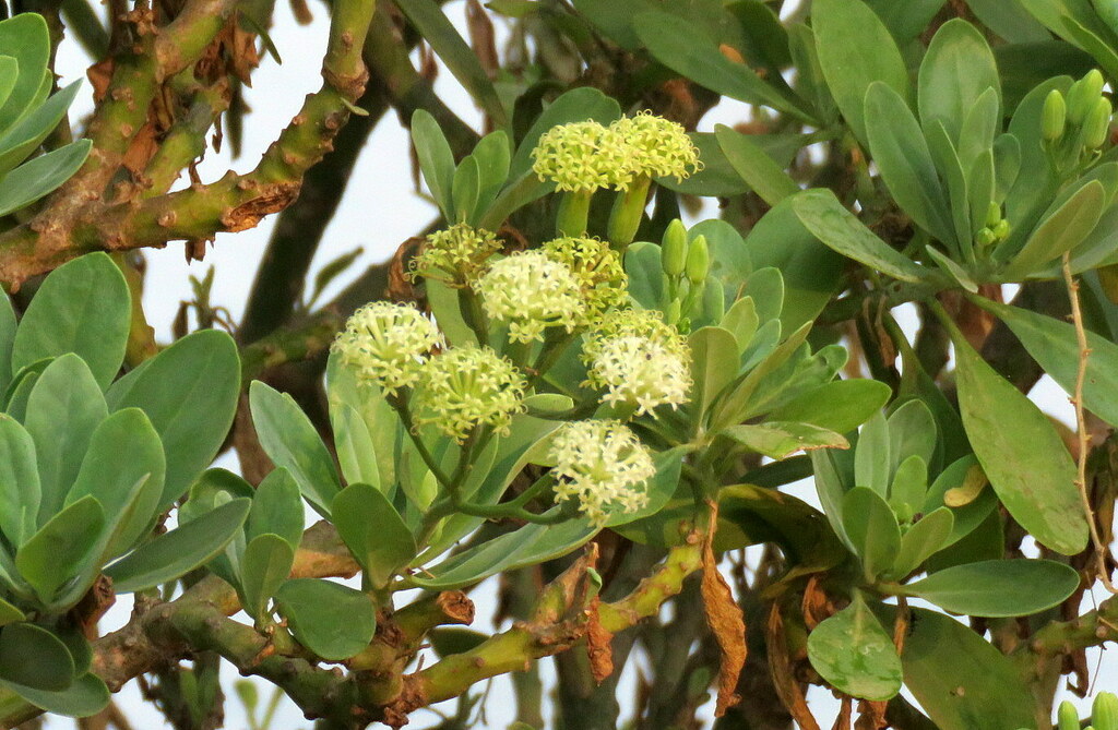 Kleinia grandiflora from Jakkur Lake, Agrahara, Bengaluru, Karnataka ...