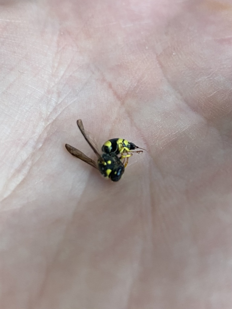 European tube wasp from Te IkaaMāui/North Island, Wellington