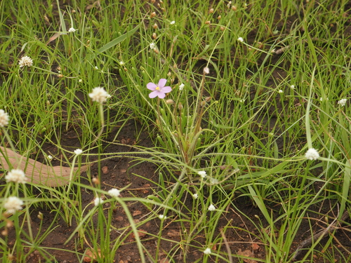 Byblis pilbarana Lowrie & Conran 3