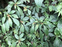 Rhynchotechum discolor