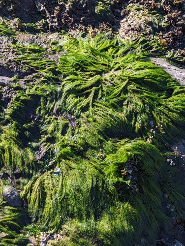 Image of Green Rope (Acrosiphonia coalita) by no rights reserved