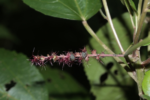 Acalypha pancheriana observed 2022-05-27