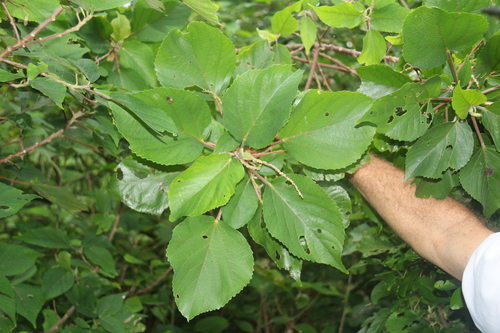 Acalypha pancheriana observed 2022-05-27