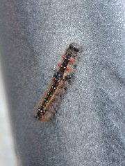 Clostera anastomosis