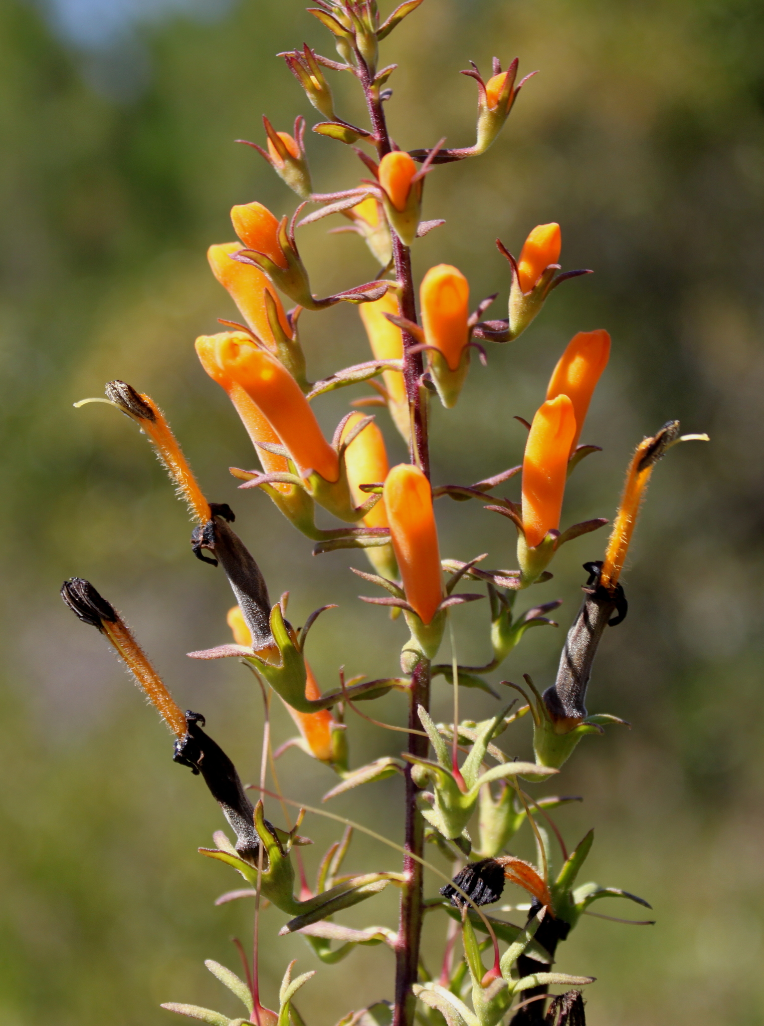 Macranthera flammea