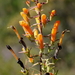 Hummingbird Flower - Photo (c) Alvin Diamond, some rights reserved (CC BY-NC), uploaded by Alvin Diamond