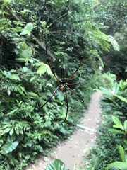 Nephila pilipes