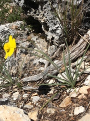 Ranunculus gramineus
