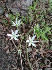 Ornithogalum umbellatum