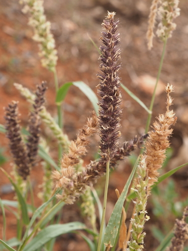 Cenchrus setigerus iNat (3)