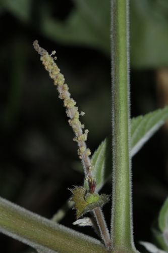 Acalypha grandis observed 2022-05-26
