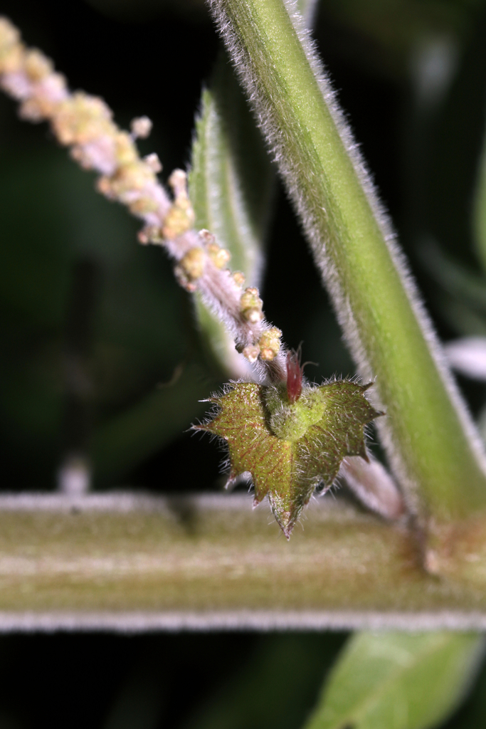 Acalypha grandis 2