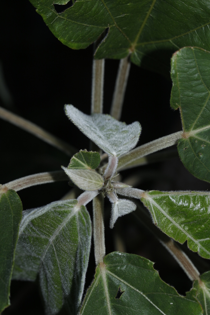 Acalypha grandis 3