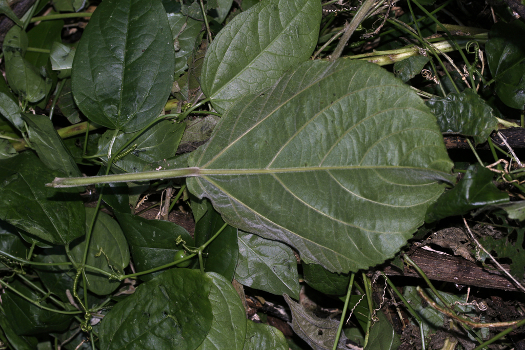 Acalypha grandis 4