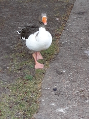 Anser anser domesticus