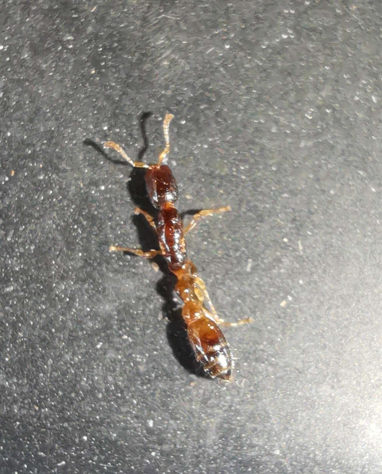Tetraponera microcarpa