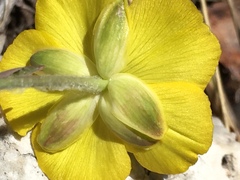 Ranunculus gramineus