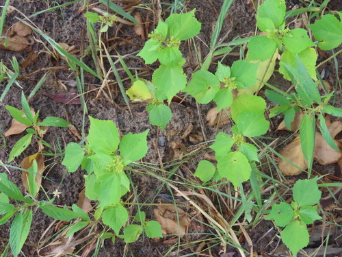 Image of Triumfetta pentandra by no rights reserved