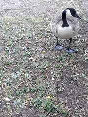 Branta canadensis