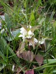 Lamium album
