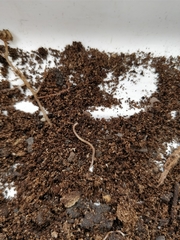 Blaniulidae