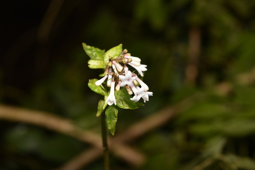 Image of Ophiorrhiza japonica by (c) Yung-Lun Lin, some rights reserved (CC BY)