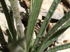 Ranunculus gramineus