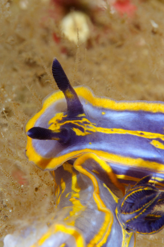 Felimare fontandraui