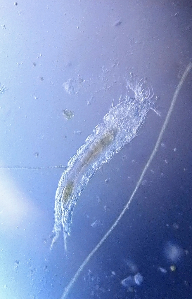 Phyllognathopus viguieri