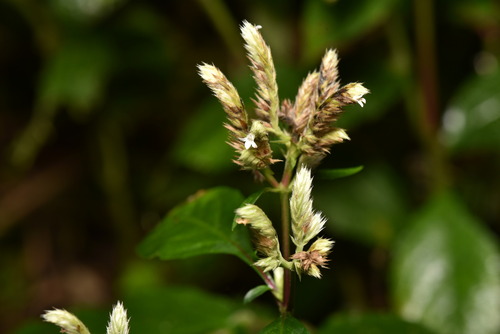 Image of Lepidagathis formosensis by (c) Yung-Lun Lin, some rights reserved (CC BY)