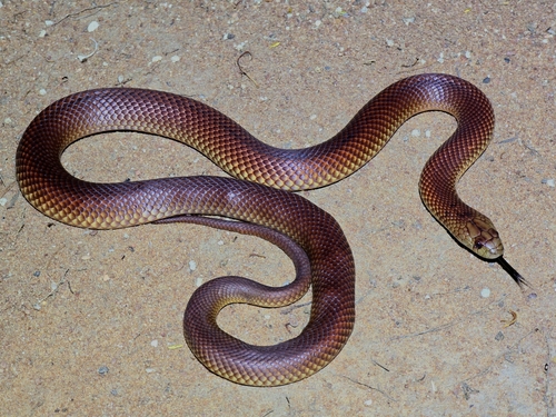 Mulga Snake sighting