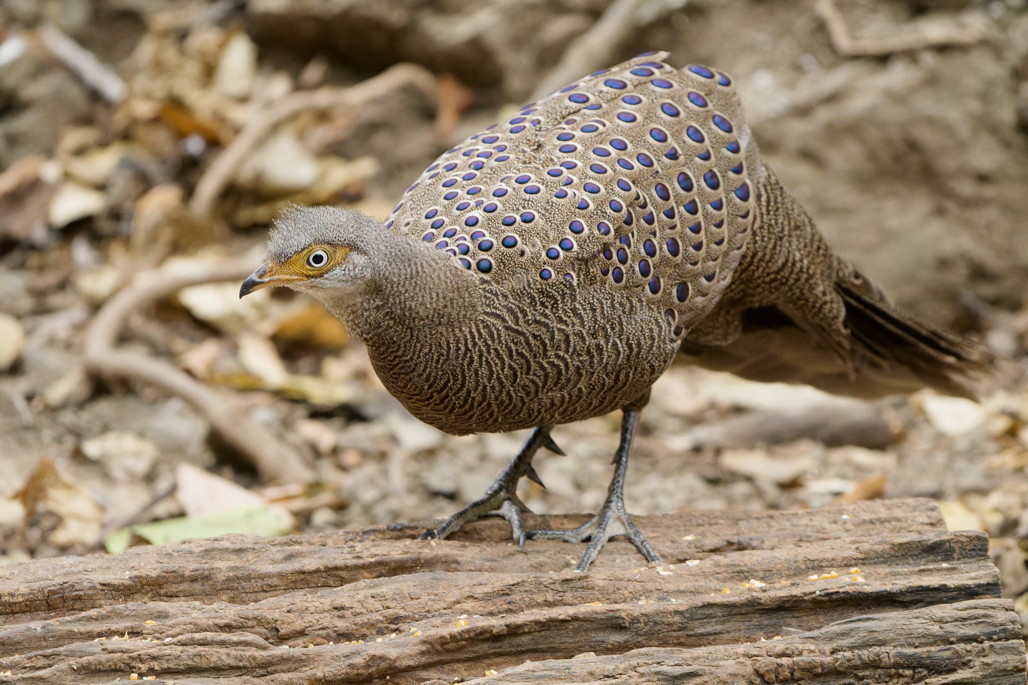 Grey Peacock-Pheasant (Polyplectron bicalcaratum) · iNaturalist